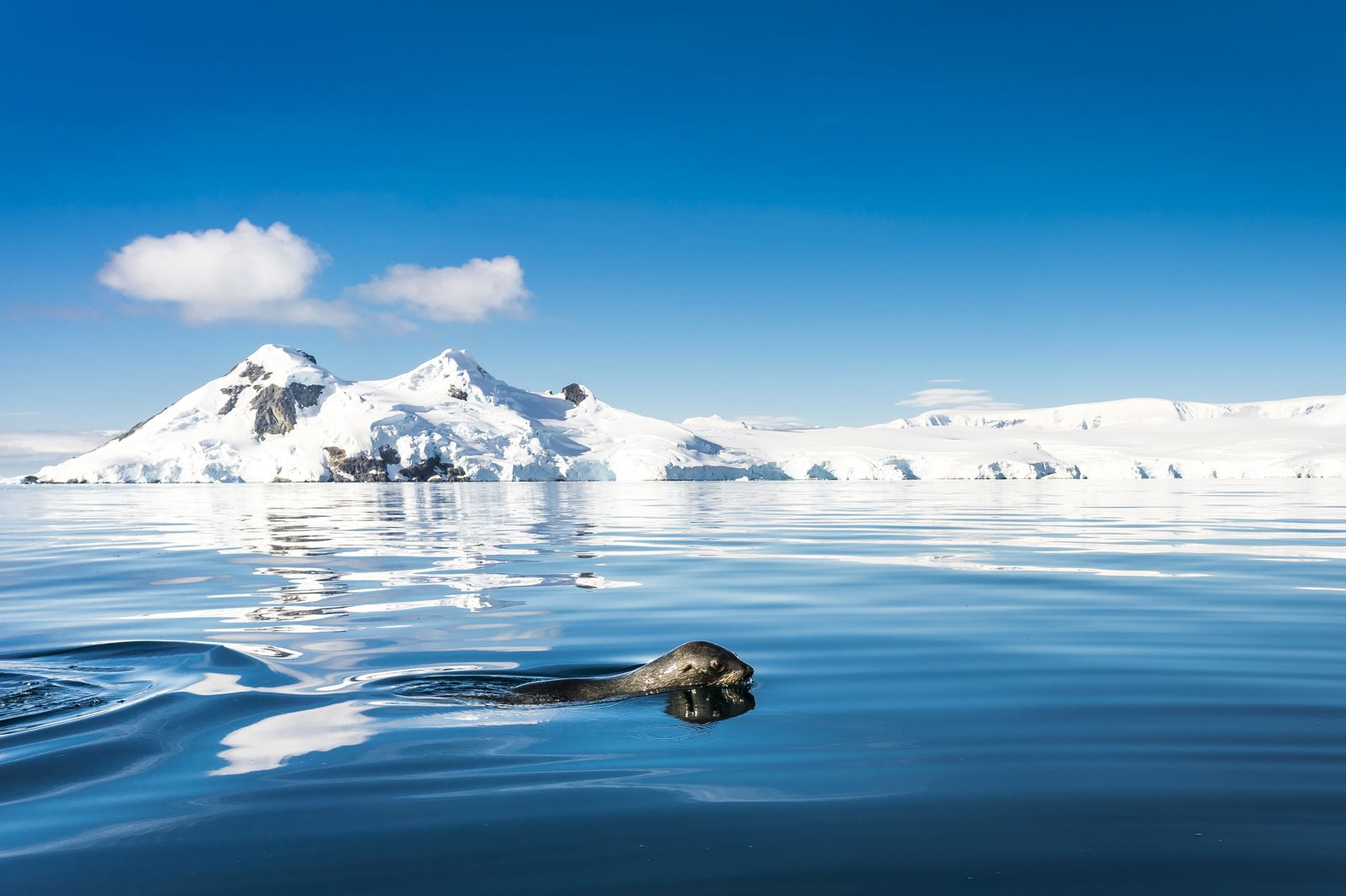 Expeditiecruise Antarctica per m/v Ortelius corendon